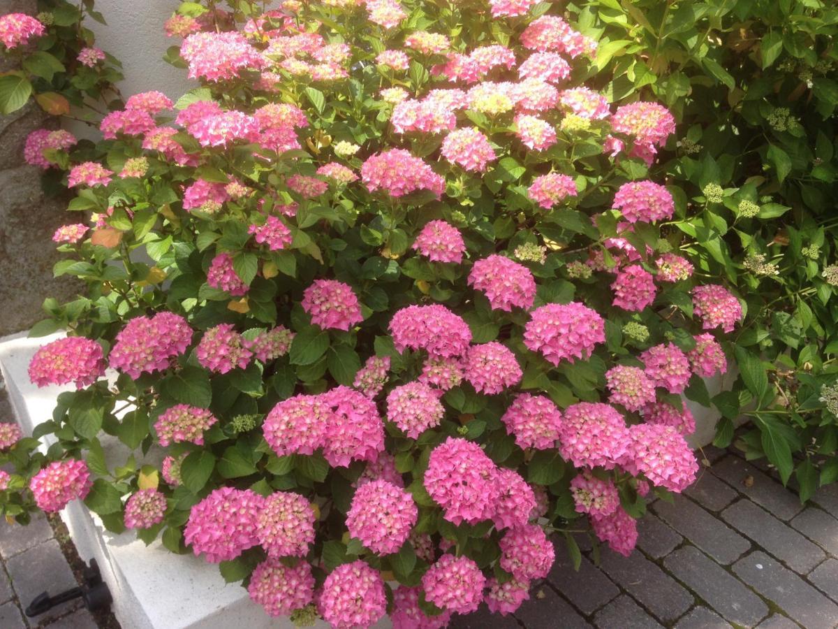 Les Hortensias Lantosque Экстерьер фото